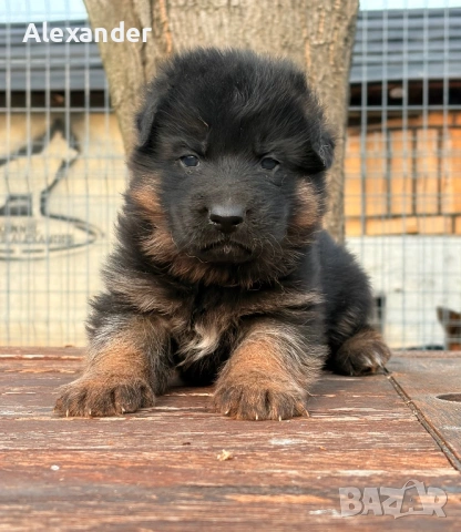 Елитни Родословни Немски Овчарки FCI , снимка 16 - Немска овчарка - 42759512