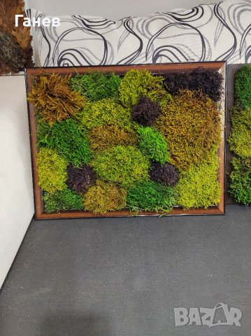 Жива картина от стабилизиран мъх, снимка 14 - Картини - 39416659