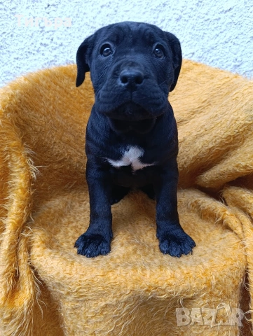 Кане Корсо с Паспорт и 2 Ваксини над 2 месеца !, снимка 4 - Кане корсо - 52793038