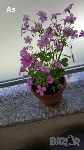 Продавам цветя Детелина Оксалис, розови, във висящи и обикновени саксии, снимка 9 - Стайни растения - 25313229