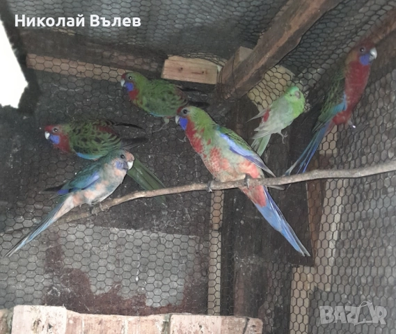 Пенанти , снимка 9 - Папагали - 52105277