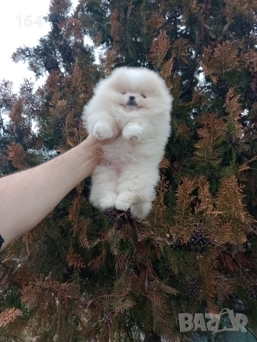 Женски Померан. Реални снимки от днес , снимка 3 - Померан - 53210242