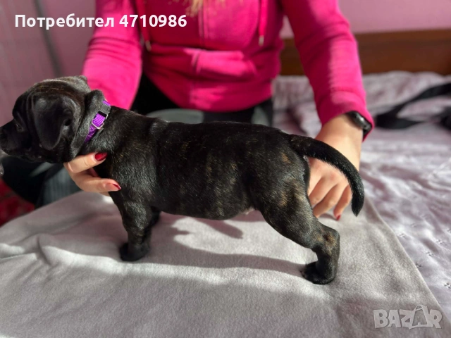 стафордширски бултериер, снимка 7 - Ветеринари и услуги - 53125218