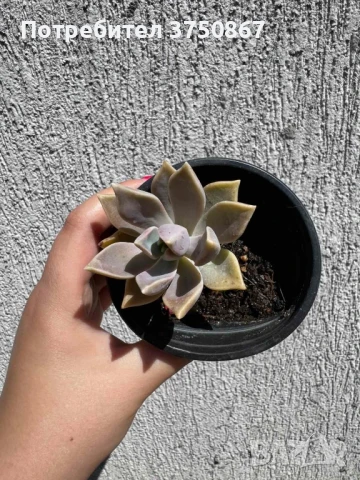 Сукулент Graptopetalum paraguayense (Седеф, Каменна роза, Призрачно растение, Майка на перлите), снимка 5 - Градински цветя и растения - 51003729