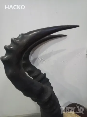 Уникален Трофей Рога с Черап от Антилопа Сейбъл 100% Автентичен, снимка 17 - Други - 48290351