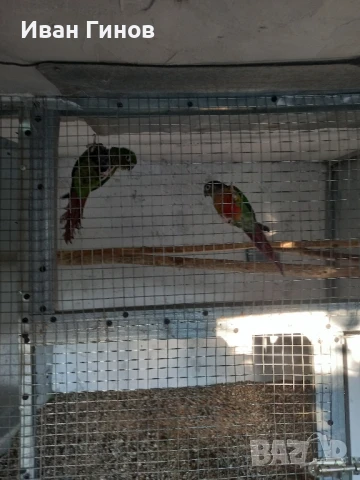 Продавам папагали. , снимка 3 - Папагали - 51294183