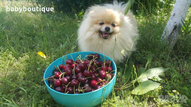 Померан за разплод, снимка 4 - Померан - 21816398