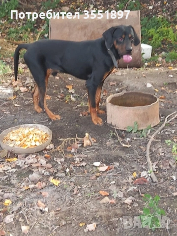 Продавам две гончета 