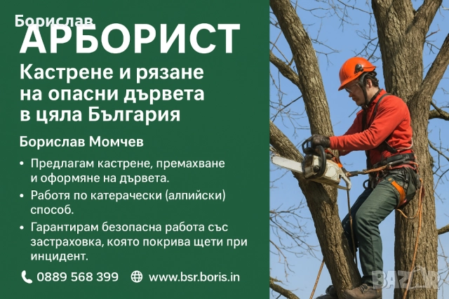 🌳 Арборист – Борислав Момчев. Рязане и кастрене на всякакви дървета Безопасно!!!, снимка 2 - Други услуги - 52314244