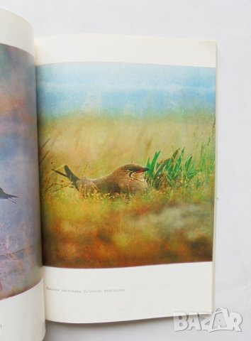 Книга Защитени птици в България - Таню Мичев, Никола Райков 1980 г., снимка 3 - Други - 32299916