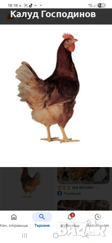 Продавам кокошки