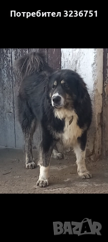 Българско овчарско куче 