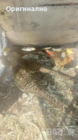 Фазани , снимка 6 - Кокошки и пуйки - 52145567