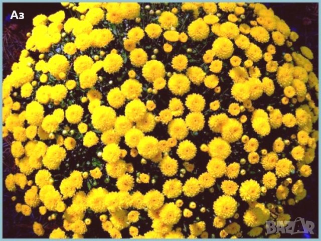 Продавам разсад хризантеми ниски (кълбовидни), снимка 1