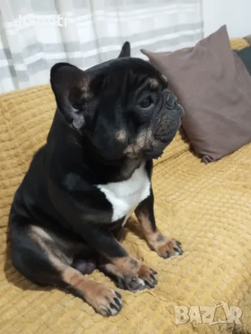  Търси се. Френски булдог