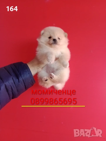 Мъжки и женски Померани, снимка 4 - Померан - 53120019