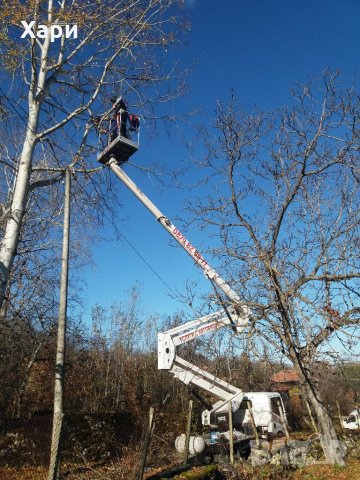 кастрене на опасни дървета