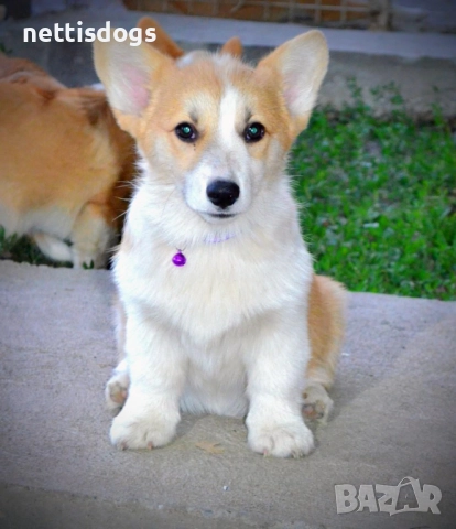 Кралска порода Уелско Корги Пембрук, снимка 2 - Други - 50062470