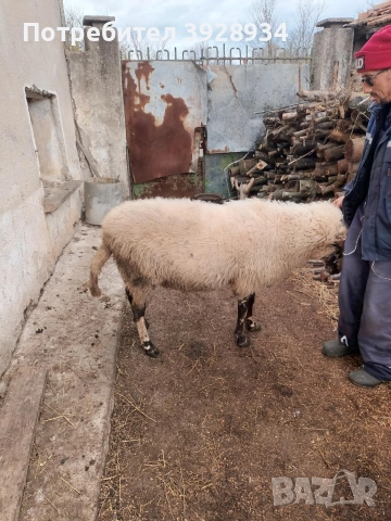 коч за дамазлък, снимка 3 - Овце - 52553806