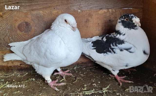 Продавам Американски гиганти, снимка 3 - Гълъби - 53343592