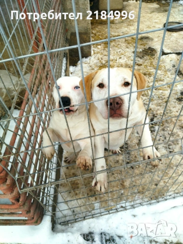 5месечни с три ваксини сладури, снимка 4 - Питбул - 52815395