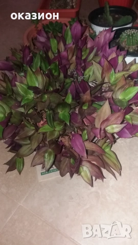 цветя и саксии всички за 35евро