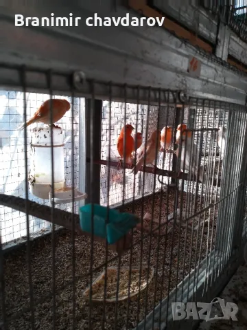 продавам канари , снимка 2 - Канари - 48108339