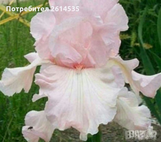 ИРИСИ, снимка 2 - Градински цветя и растения - 28657699