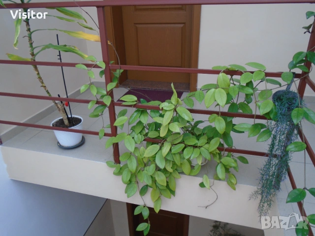 Sony Cyber-shot DSC-W800  20.1 МРх, снимка 15 - Фотоапарати - 53557048