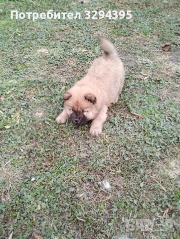 чау чау, снимка 6 - Чау Чау - 49040809