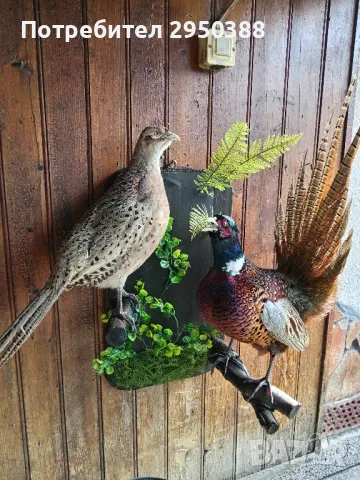 Препарирани фазани, снимка 8 - Други - 48732216