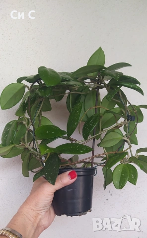 Ароматна 💯 ХОЯ, снимка 2 - Стайни растения - 50780172