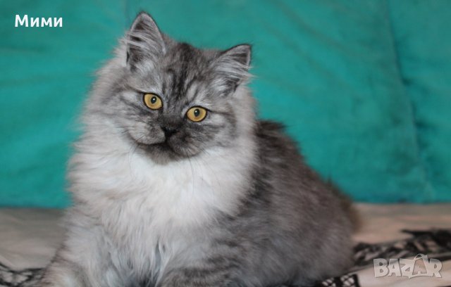 Сибирски котки: Продавам Сибирска котка - Обяви на ХИТ цени — Bazar.bg