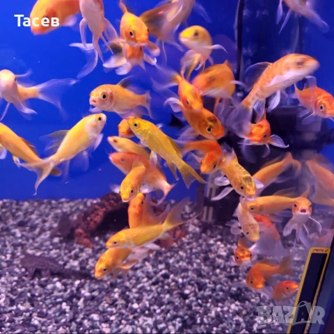 Кои 8-10см, снимка 1