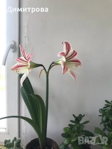 Цвете Амарилис / Хипеаструм - 2 цвята, снимка 3 - Стайни растения - 50009470