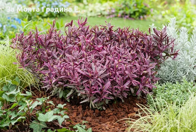 Хабе - Розова принцеса , снимка 5 - Градински цветя и растения - 49760853