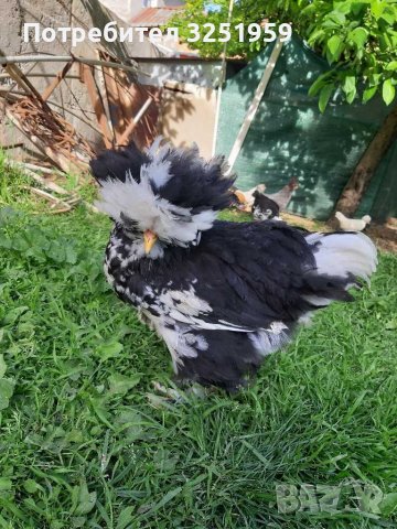 Колумбийска брама ,струмски стандарт, мини кохин,испенч и пилета, снимка 5 - други­ - 36961467