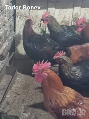 Продавам или разменям за ярки млади домашни петлета, снимка 13 - Кокошки и пуйки - 51544238