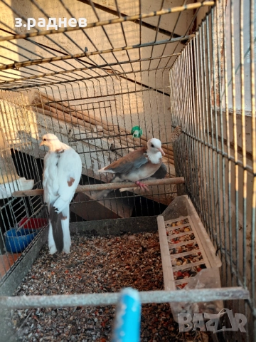 Сенигалски мутация, снимка 2 - Папагали - 52913536