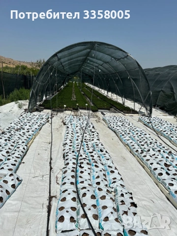 Чували Хидропоника, снимка 2 - Тор и почвени смеси - 53114980