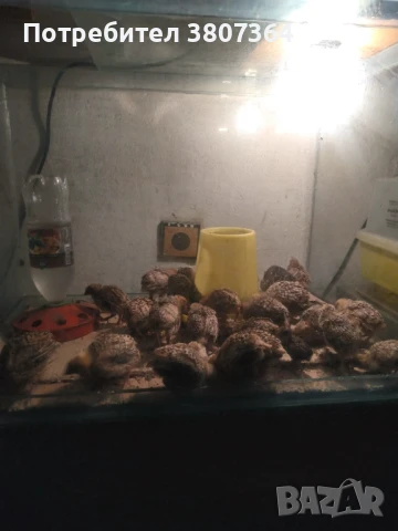 Продавам пътпъдъци на различна възраст , снимка 10 - Кокошки и пуйки - 51026187