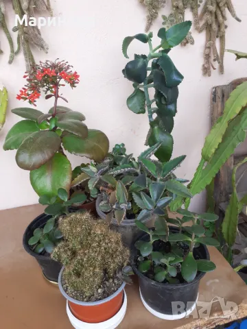 Стаен жен шен,каланхое, дърво на живота и мини скаличка