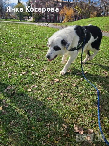 Младо куче търси своя дом!, снимка 13 - Други - 52008103