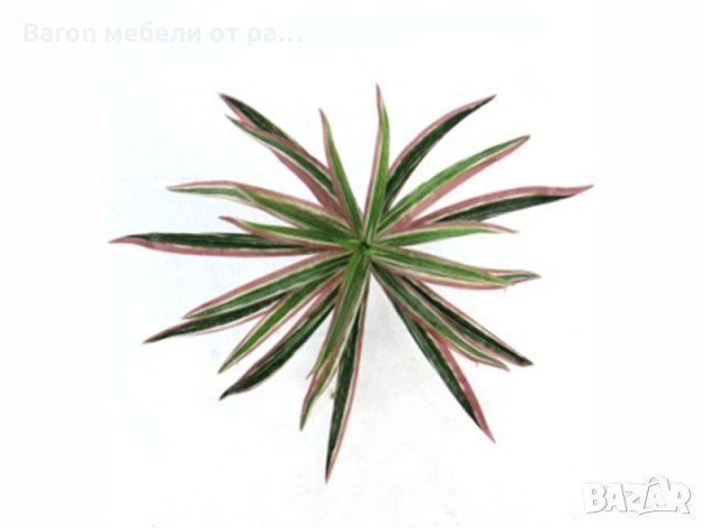 Изкуствено растение, снимка 11 - Изкуствени цветя - 27789269