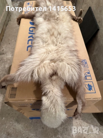 Продавам препарирана лисица, снимка 7 - Други ценни предмети - 53224567