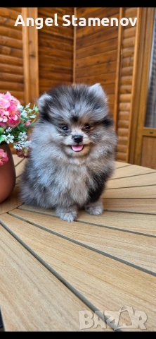 Померанче,момченце мерле! 