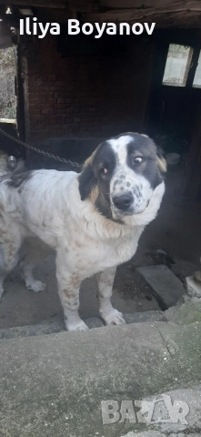 куче алабай