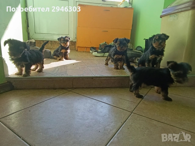 Йоркширски териери 