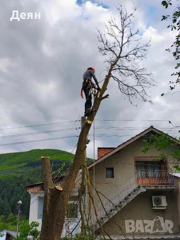 Рязане на опасни дървета в половин България  / Арборист / Arborist, снимка 4 - Други услуги - 48507596