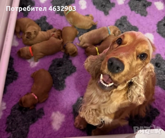 кокер шпаньол момче родословен баща , снимка 6 - Кокер шпаньол - 52776611